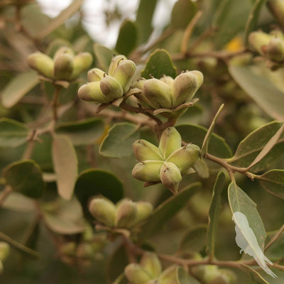 Quillaja Saponaria (Quillay)