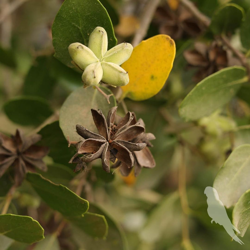 Quillaja Saponaria (Quillay)