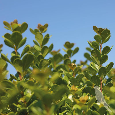 Rhus Crenata