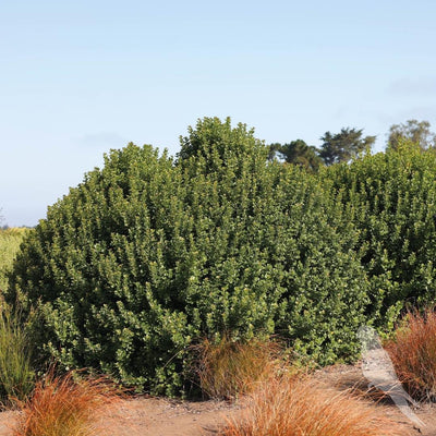 Rhus Crenata