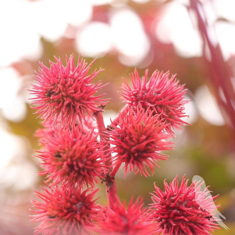 Ricinus Atropurpurea