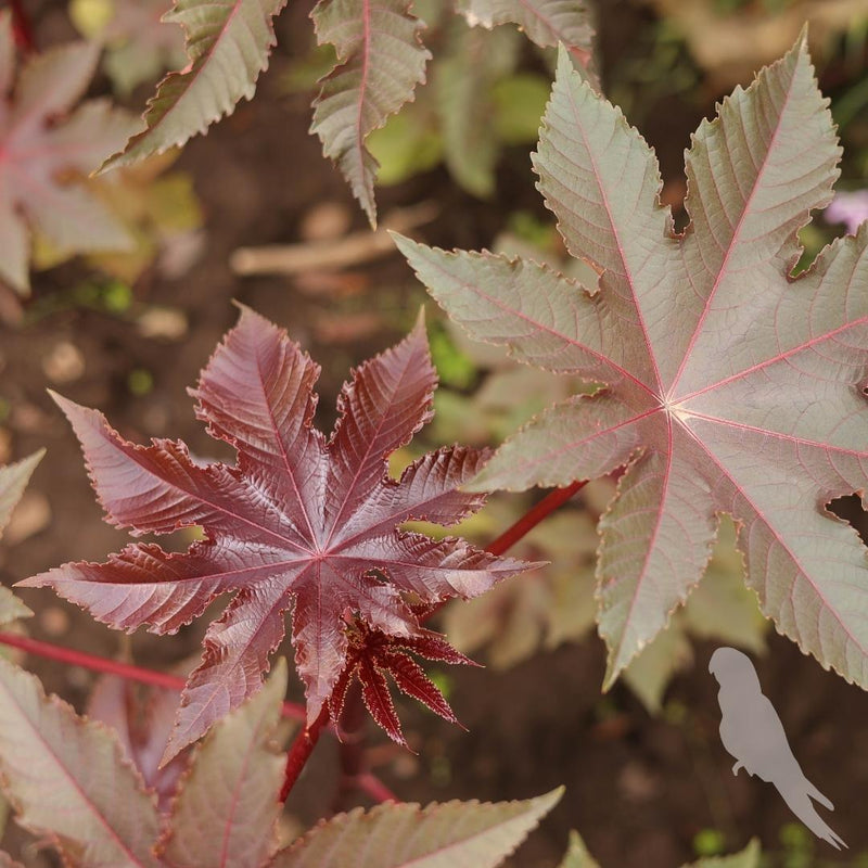 Ricinus Atropurpurea