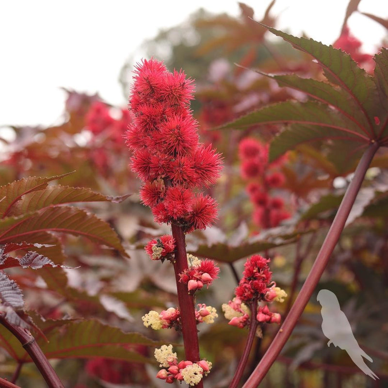 Ricinus Atropurpurea