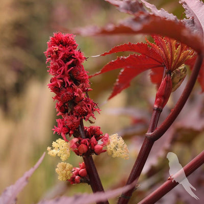 Ricinus Atropurpurea