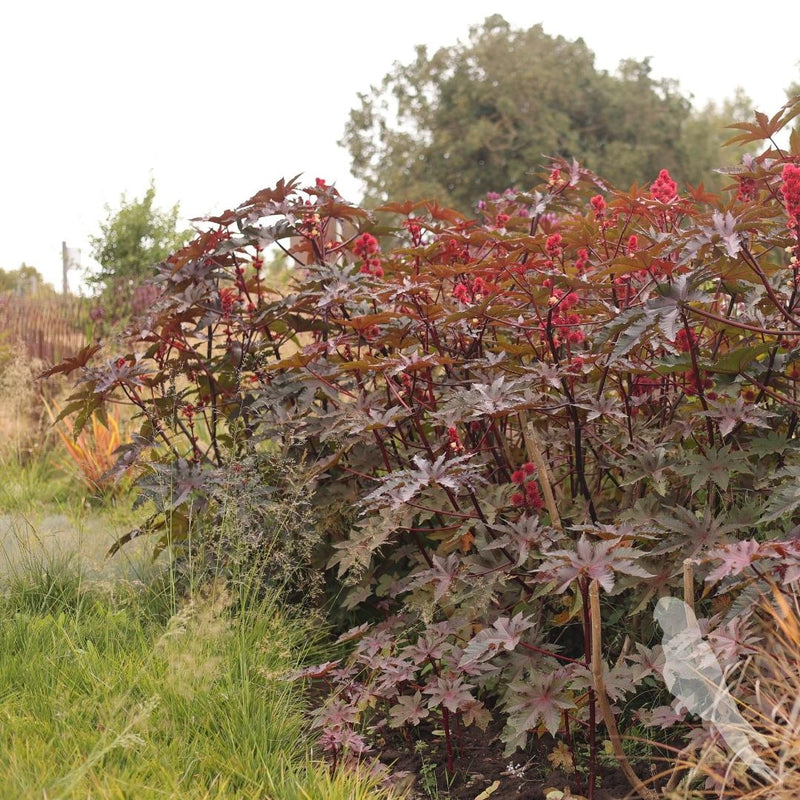 Ricinus Atropurpurea