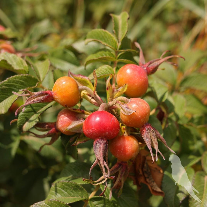 Rosa Rugosa