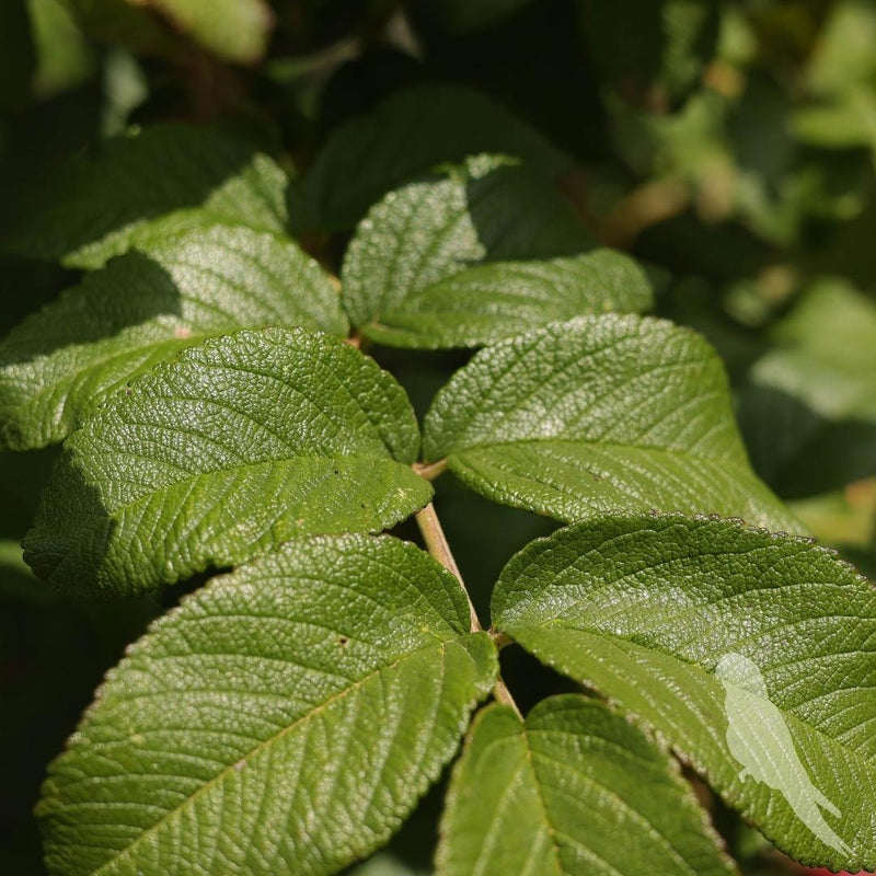 Rosa Rugosa