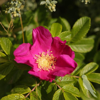 Rosa Rugosa