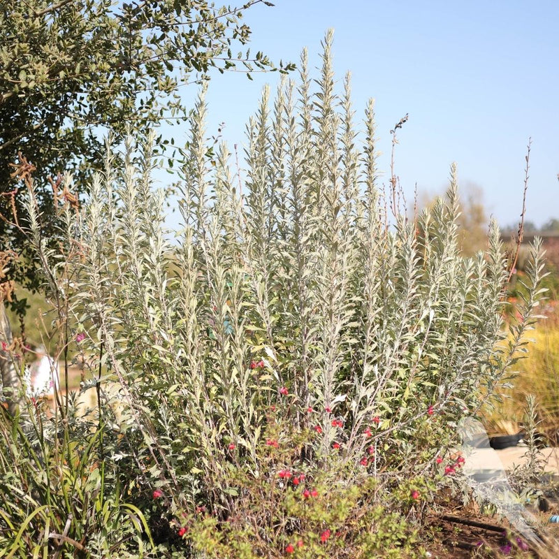 Salvia Americana