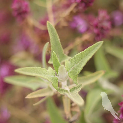 Salvia Canaeriensis