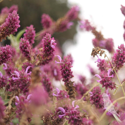 Salvia Canaeriensis