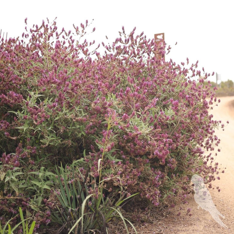 Salvia Canaeriensis