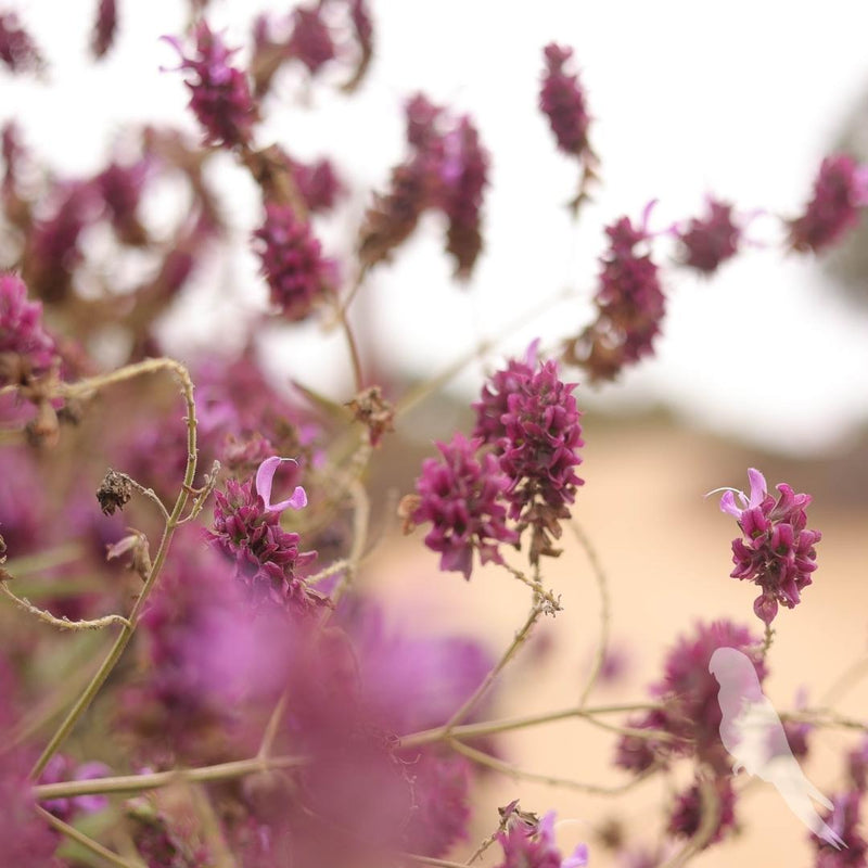 Salvia Canaeriensis