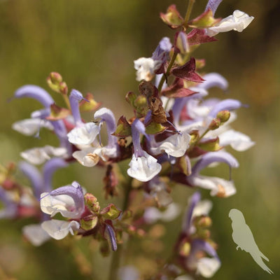 Salvia Chamaleagna