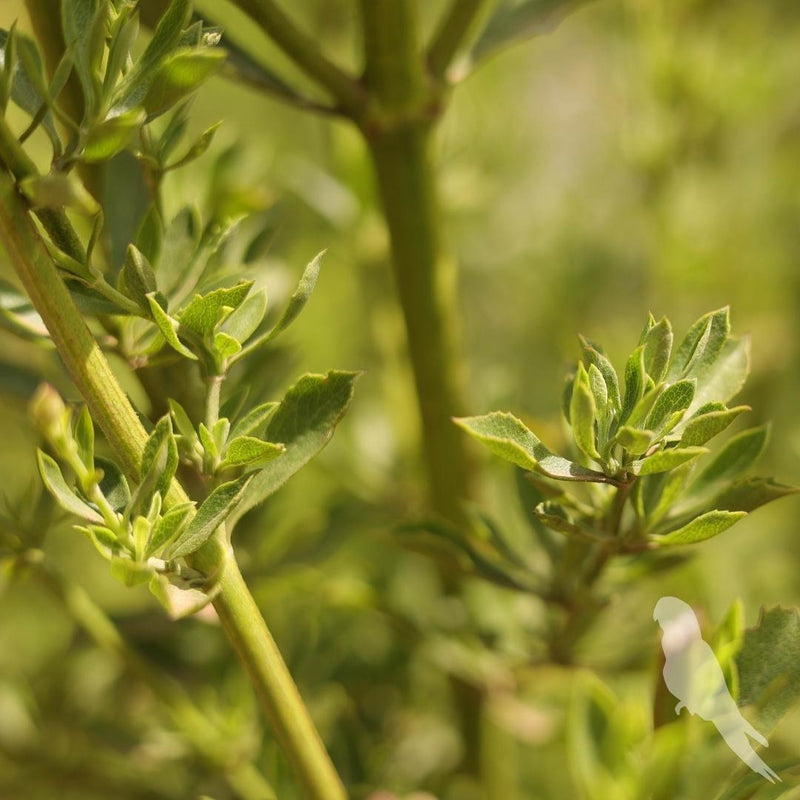 Salvia Chamaleagna