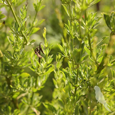 Salvia Chamaleagna