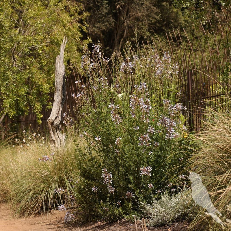 Salvia Chamaleagna