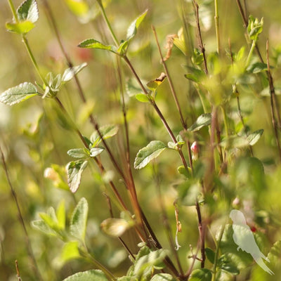 Salvia Hot Lips