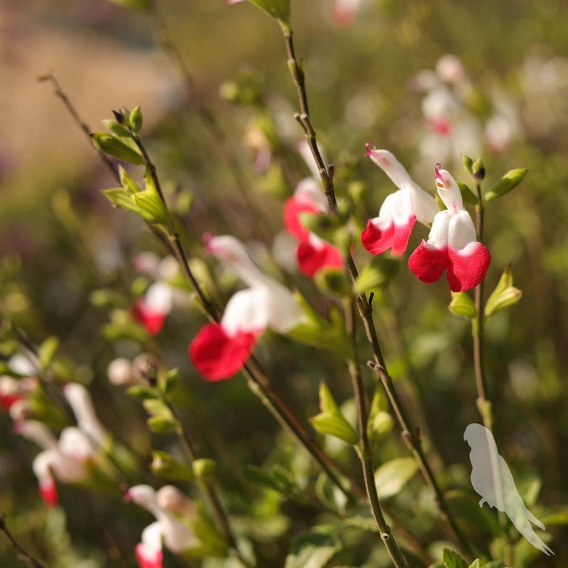 Salvia Hot Lips