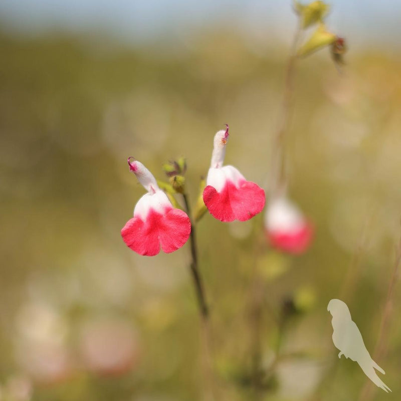 Salvia Hot Lips