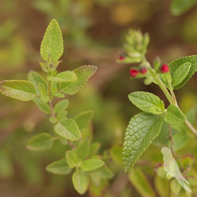 Salvia Micropylla Roja