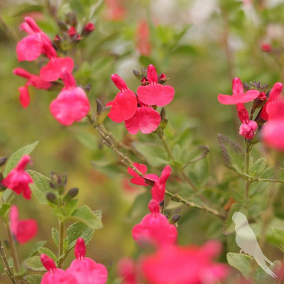 Salvia Micropylla Roja