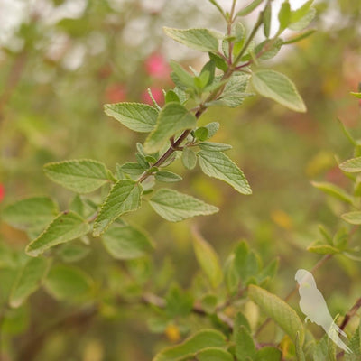 Salvia Micropylla Roja