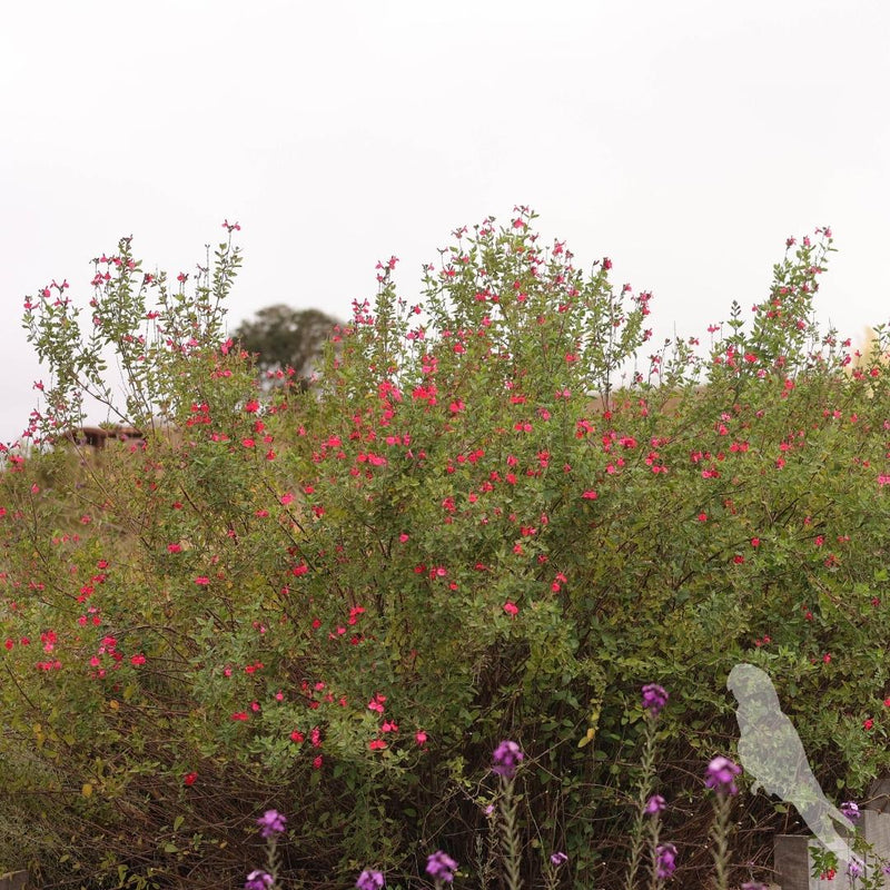 Salvia Micropylla Roja