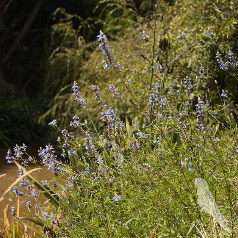 Salvia Uliginosa