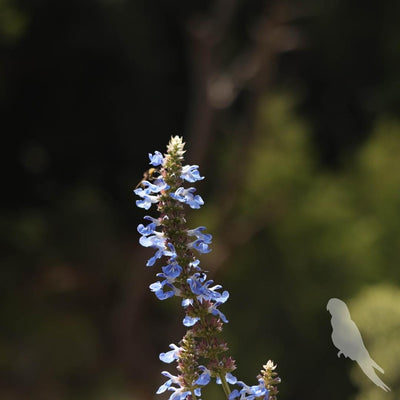 Salvia Uliginosa