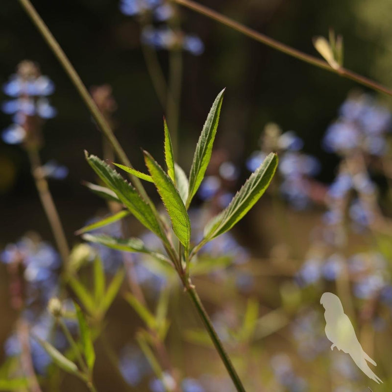 Salvia Uliginosa