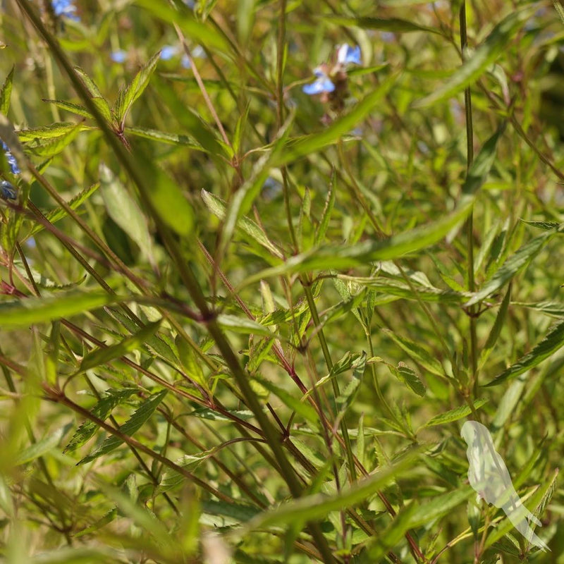 Salvia Uliginosa