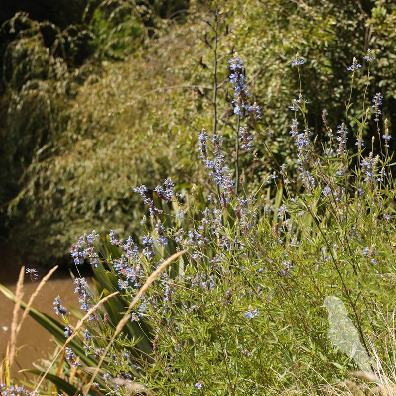 Salvia Uliginosa