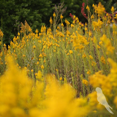 Solidago