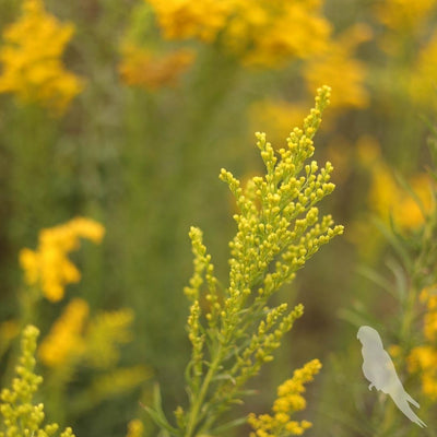 Solidago