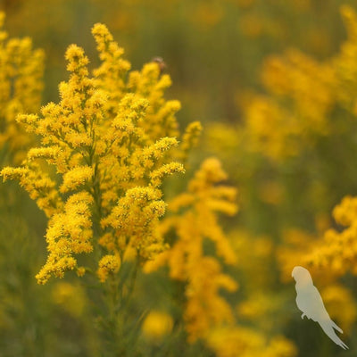 Solidago