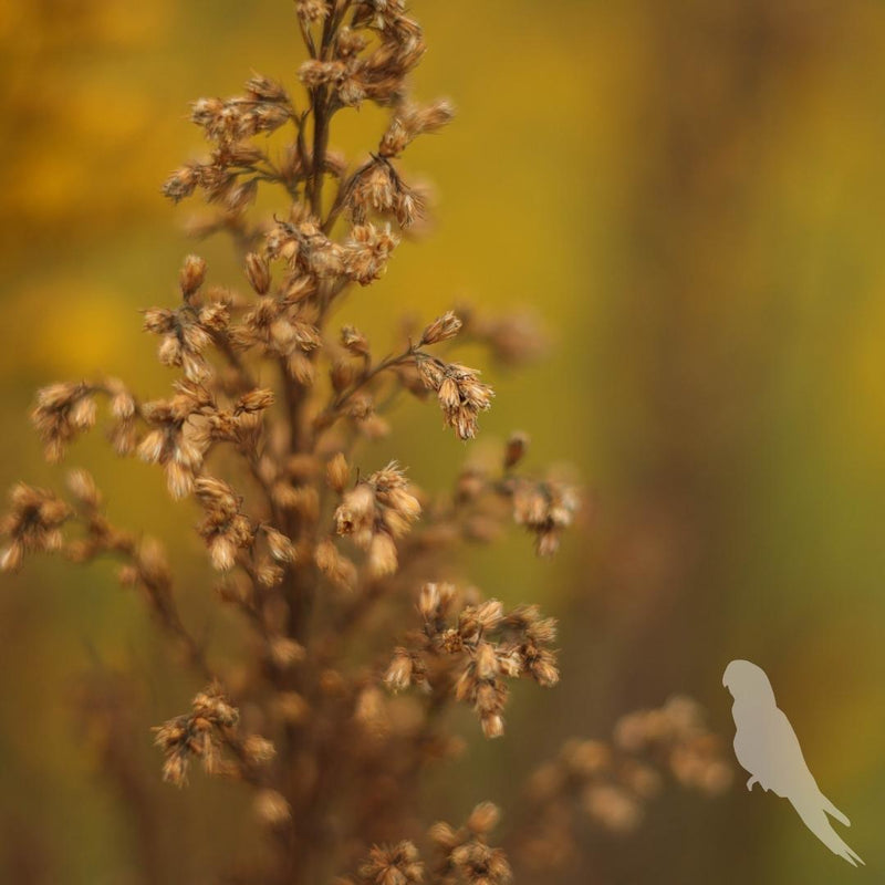 Solidago