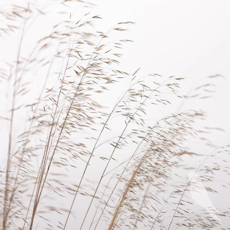 Stipa Gigantea