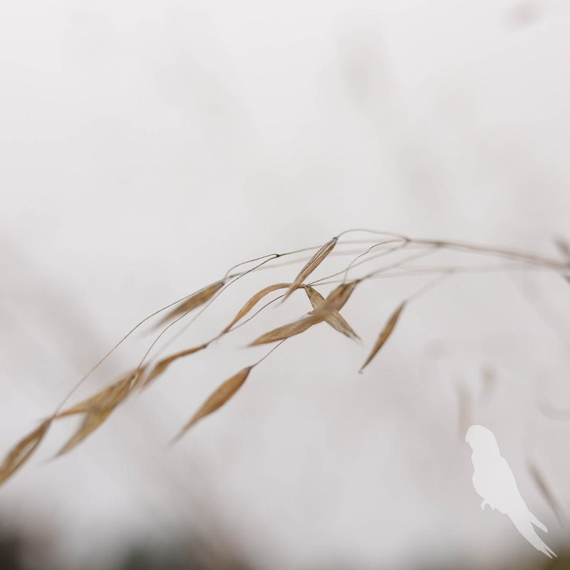 Stipa Gigantea