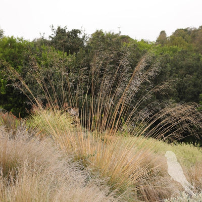 Stipa Gigantea