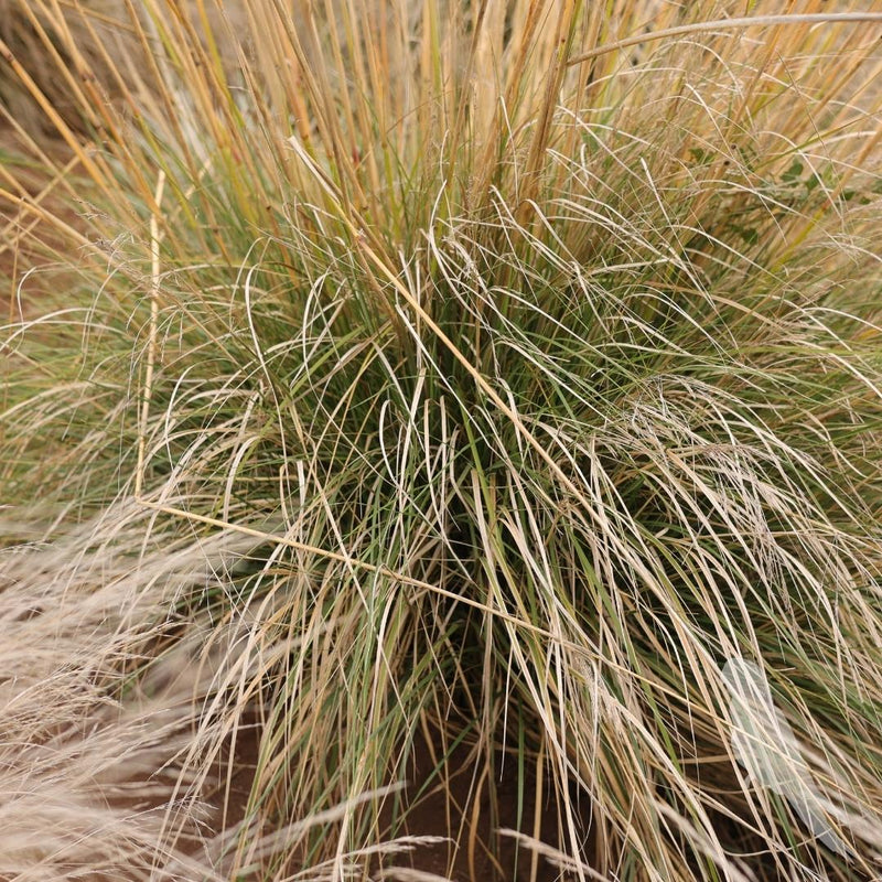 Stipa Gigantea