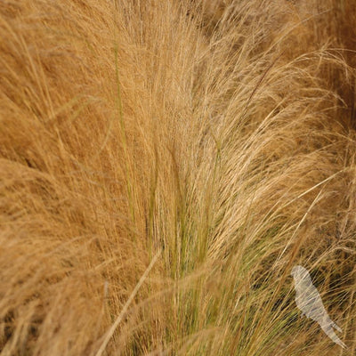 Stipa Tenuissima