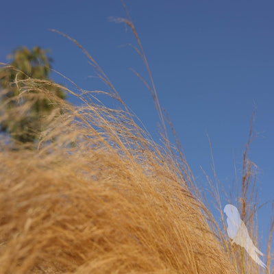 Stipa Tenuissima