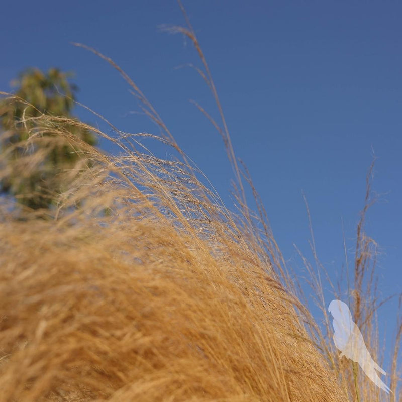 Stipa Tenuissima