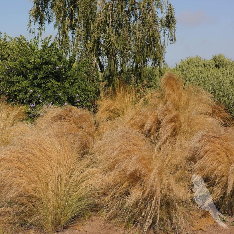 Stipa Tenuissima