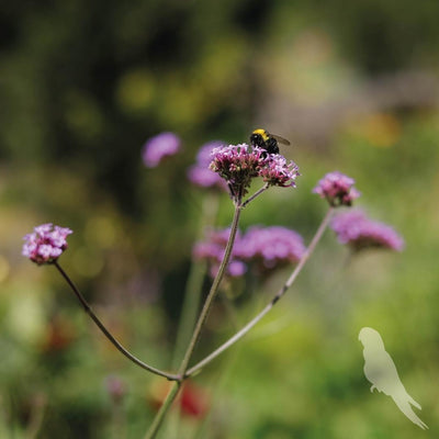 Verbena Bonariensis