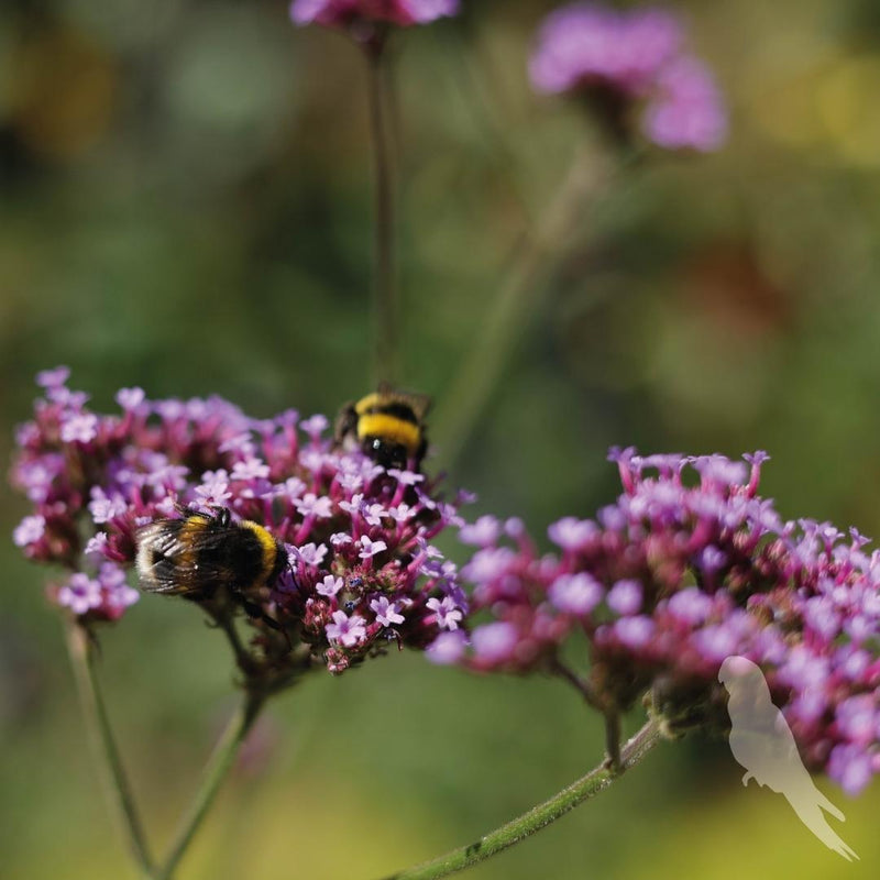 Verbena Bonariensis