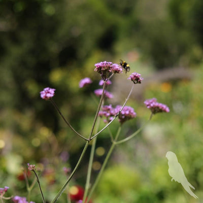 Verbena Bonariensis