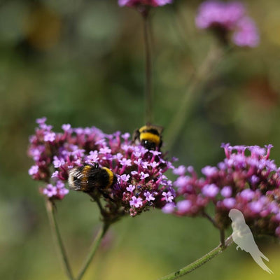 Verbena Bonariensis